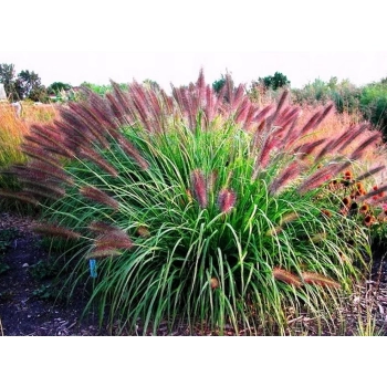 TRAWA ROZPLENICA Red Head - sadzonki 30 / 50 cm